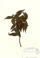 藏品(尾葉灰木)的圖片